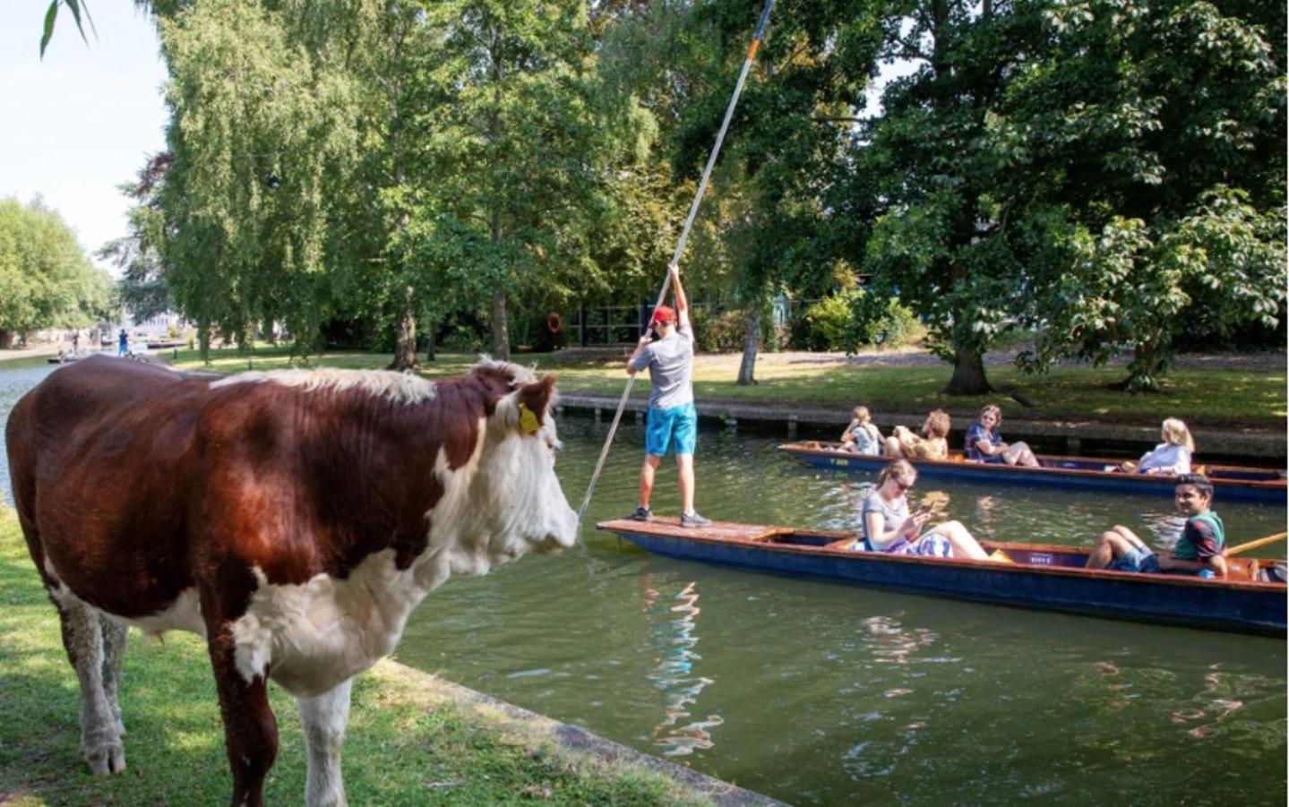 Botel Narrowboats - Beautiful New Moon Narrowboat Cambridge (Cambridgeshire)